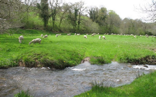 Nos brebis au printemps chambre-hote-ferme-tarn